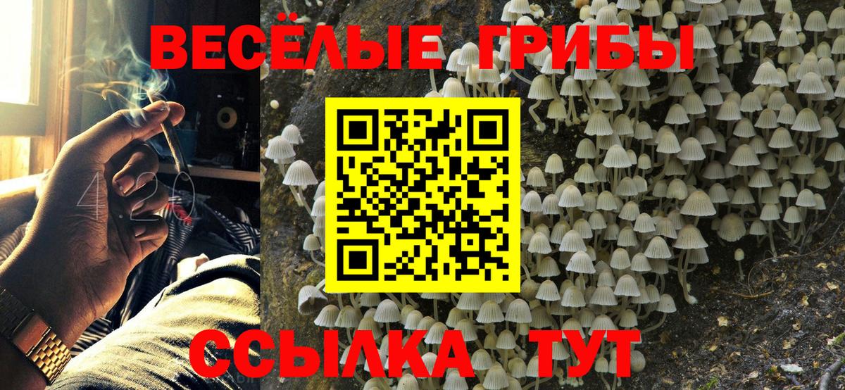Галлюциногенные грибы Psilocybine cubensis Минусинск